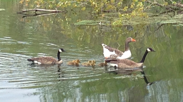 Duck Family Swimming