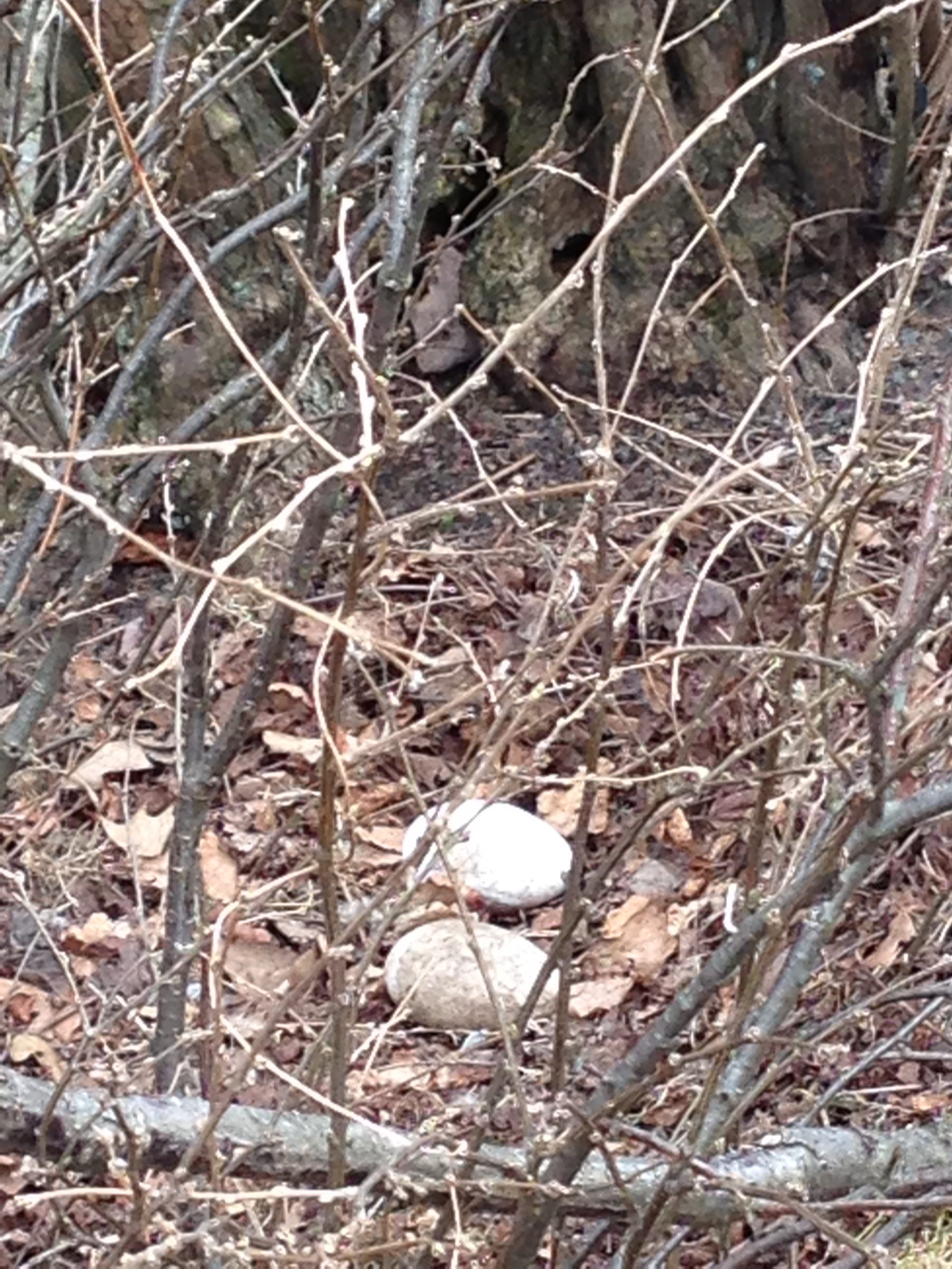 Photo shows two large white eggs on the ground in a wooded area.